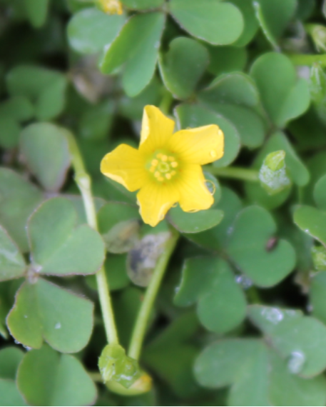 Yellow flowerpng